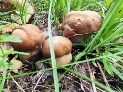 В Касимовском районе выросли белые грибы