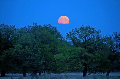 Особо охраняемая природная территория «Дубки» официально создана