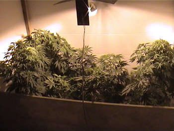 Наркоагрономы из Подмосковья выращивали элитные сорта конопли в отдалённых рязанских деревнях