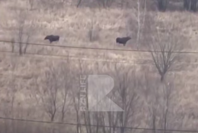 В Кальном рязанцам повстречались лоси