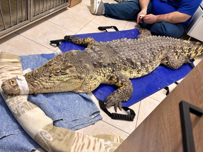 В Рязани ветеринары прооперировали крокодила