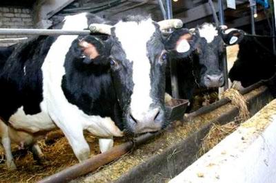 В шацком коровнике украли тёлку