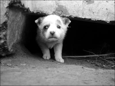 В Рязани выделят субсидии приютам для бездомных животных