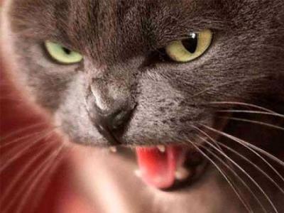 Карантин по бешенству ввели в посёлке Кадом