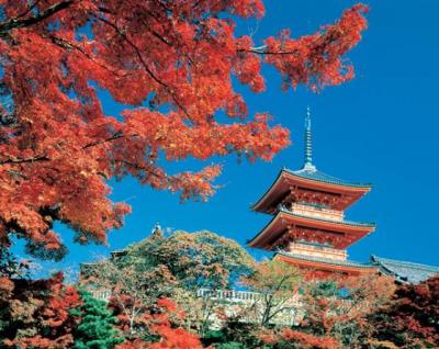 Рязанцы смогут выучить японский язык за 5 минут