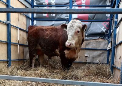 Рязанский бычок отправлен улучшать генетический потенциал скота на Урале