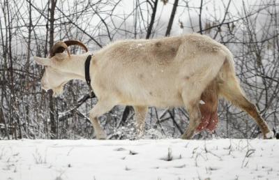 Рязанцы смогут отыскать в Касимове козу Азизу