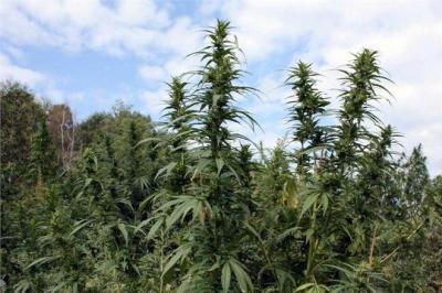 Рязанские наркополицейские ликвидировали две большие делянки конопли