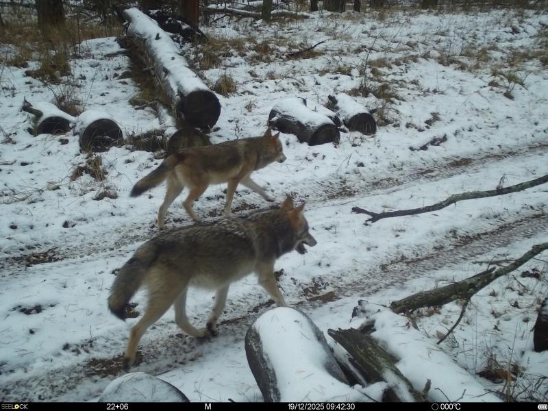 В Окском заповеднике показали прогулку волков