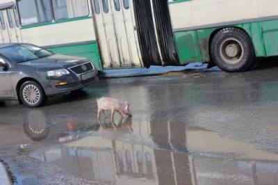 Поросёнок парализовал движение в центре Рязани