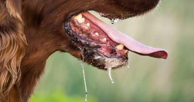 В населённых пунктах двух районов Рязанской области ввели карантин по бешенству