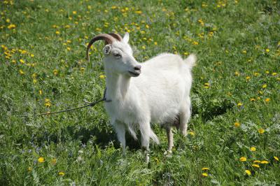 Житель Ухолово украл на лугу козу, забил её на мясо и продал