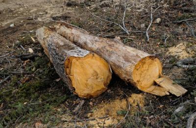 В Шиловском районе задержали бригаду «чёрных лесорубов»