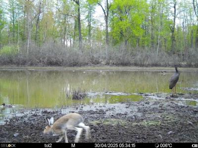 В Окском заповеднике засняли зайца на озере с чёрными аистами