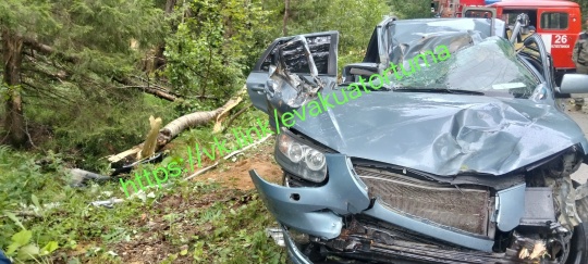 В Рязанской области дерево убило пассажира авто
