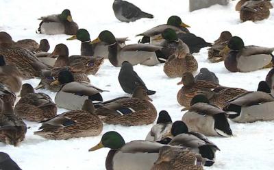 Рязанцы переживают за обитателей пруда «Серая шейка»