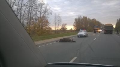 Аварию на рязанском участке М5 спровоцировал лось