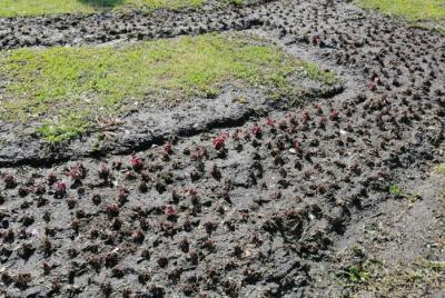 Клумба на площади Победы в Рязани погибла от заморозков