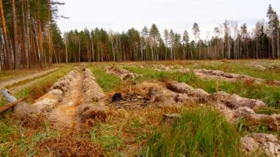 Первомайское лесничество подготовило 80 гектаров под весеннюю посадку деревьев 