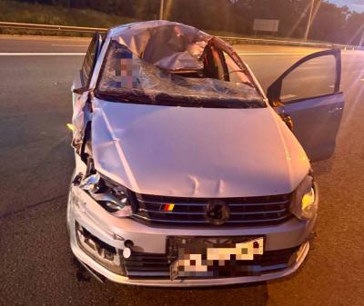 Появились подробности ДТП под Рязанью, в котором сбили двух лосей