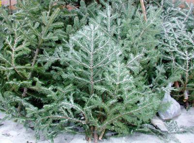 Рязанцев предостерегают от незаконной вырубки ёлок