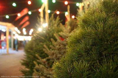 В Рязани открылись ёлочные базары