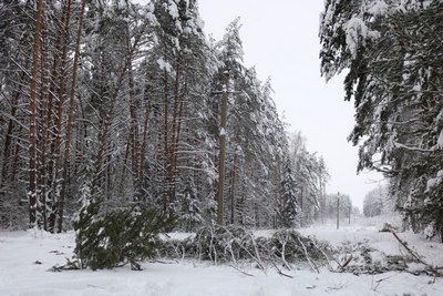 Энергетики «Рязаньэнерго» в круглосуточном режиме продолжают устранять последствия непогоды в Клепиковском округе