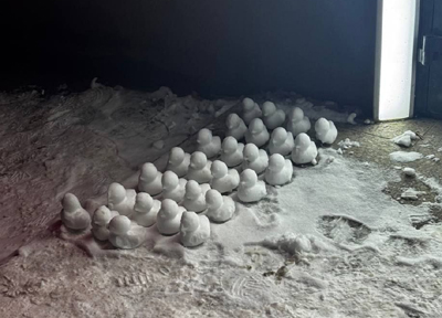 В Приокском в Рязани сняли нашествие уточек