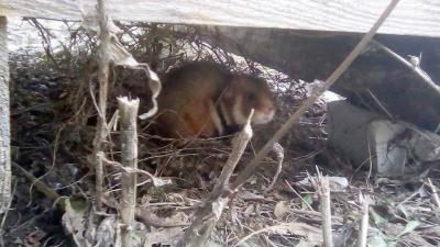 В Захарово заприметили неопознанного пушного зверька
