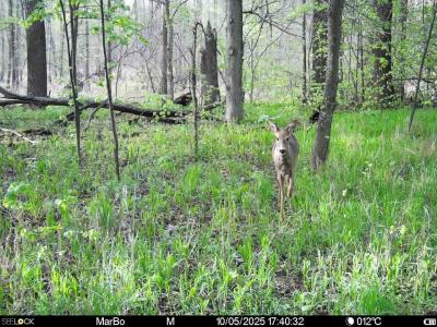 В Окском заповеднике косуля меняет зимний наряд на летний