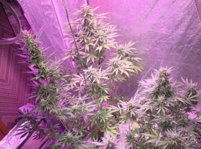 В Рязани задержали трёх мужчин, изготавливающих марихуану в гараже