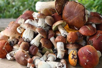 В Пронском районе пропавшего грибника искали спасатели и полиция