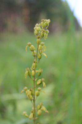 В Национальном парке «Мещера» обнаружен Тайник яйцевидный
