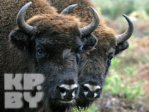 Новая партия зубров из Рязанской области отправится в заповедник на Вологодчине