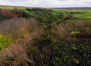 Памятник природы Рязанской области лишился краснокнижного кустарника из-за поджога травы 