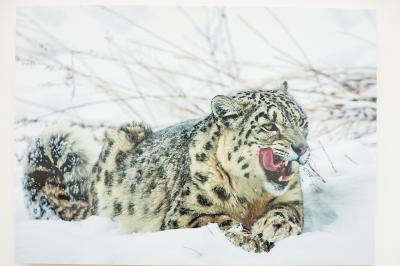 Рязанцы могут пройтись по следам снежного барса