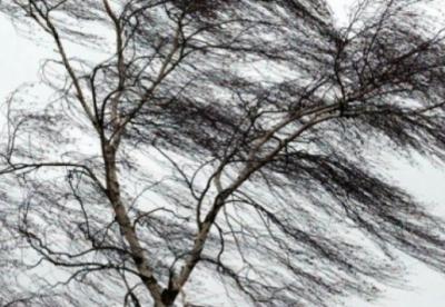 В Рязанском регионе ожидается ветреная погода