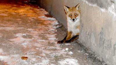 Фото сайта ИД «Пресса»