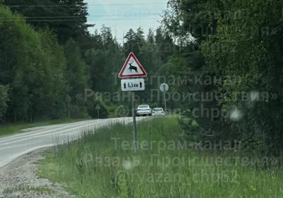 На трассе Рязань–Спасск разместили знак «Дикие животные»