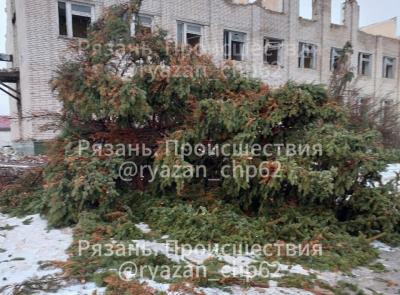 Рязанцы пожаловались на спиленные ели в Скопине