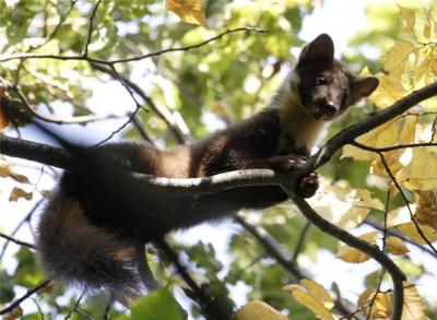 Куница покинула берёзу Рязанской таможни