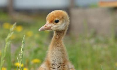В Амурской области вылупились птенцы рязанских журавлей