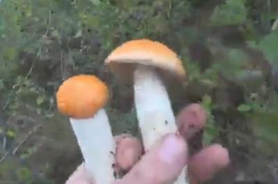 В Спасском районе сняли нашествие подосиновиков