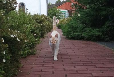 Рязанцам пообещали дожди и туманы