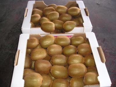 В Рязани раздавили пять килограммов санкционного киви