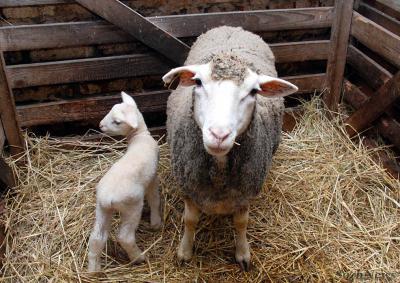 В Ермишинском районе будут разводить мелкий рогатый скот