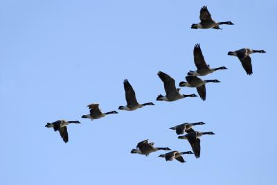 Не все перелётные птицы покидают Рязань