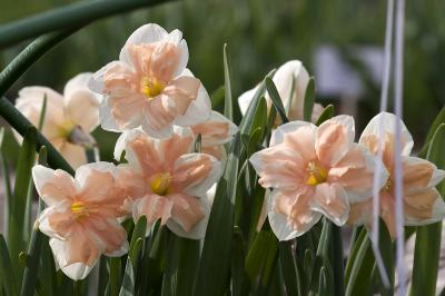 Рязань накроет цветочная волна