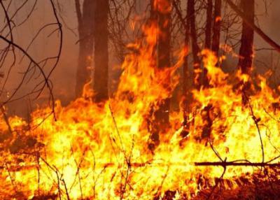 В Рязанской области потушили ещё один лесной пожар