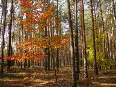 Юные рязанцы могут отдохнуть в солотчинском санатории бесплатно